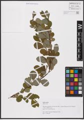 Foto von Salix aurita L.